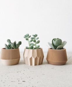 Plants & Flower