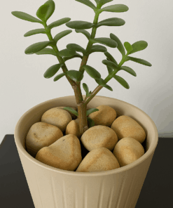 Alternative view of Plant Accessories – beige Gravel